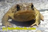 /home//u458753944/public_html/sourcegallery//////Roxborough Toad Detour/2013-2019/2013/2013-04-09/P1120046.JPG